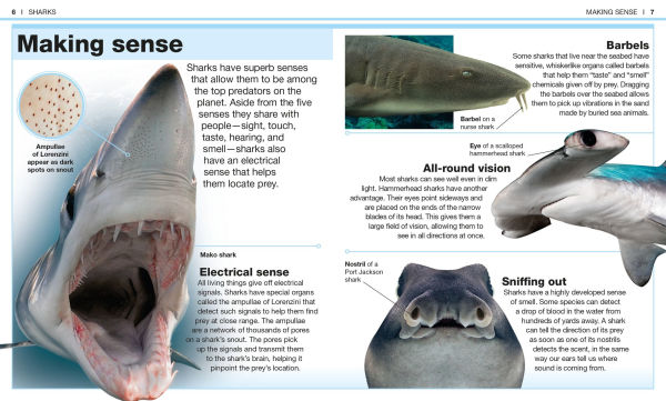 Pocket Genius: Sharks: Facts at Your Fingertips