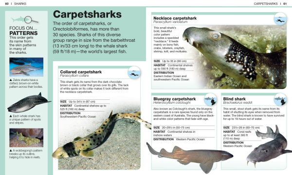 Pocket Genius: Sharks: Facts at Your Fingertips