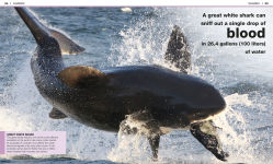 Alternative view 4 of Pocket Genius Sharks: Facts at Your Fingertips