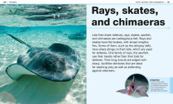 Alternative view 5 of Pocket Genius Sharks: Facts at Your Fingertips