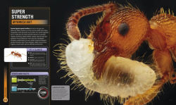 Alternative view 2 of Super Bug Encyclopedia: The Biggest, Fastest, Deadliest Creepy-Crawlers on the Planet