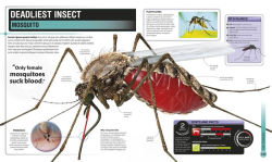 Alternative view 5 of Super Bug Encyclopedia: The Biggest, Fastest, Deadliest Creepy-Crawlers on the Planet