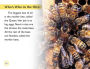 Alternative view 4 of DK Readers L2: Amazing Bees: Buzzing with Bee Facts!
