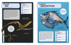 Alternative view 3 of Sharks and Other Deadly Ocean Creatures Visual Encyclopedia