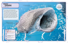 Alternative view 4 of Sharks and Other Deadly Ocean Creatures Visual Encyclopedia