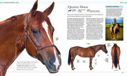 Alternative view 2 of The Horse Encyclopedia