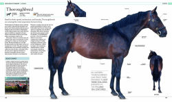 Alternative view 4 of The Horse Encyclopedia