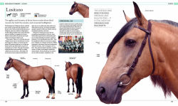 Alternative view 5 of The Horse Encyclopedia