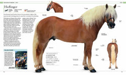 Alternative view 6 of The Horse Encyclopedia