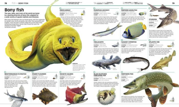 Knowledge Encyclopedia Animal!: The Animal Kingdom as You've Never Seen It Before