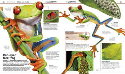 Alternative view 4 of Knowledge Encyclopedia Animal!: The Animal Kingdom as You've Never Seen It Before