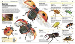 Alternative view 8 of Knowledge Encyclopedia Animal!: The Animal Kingdom as You've Never Seen It Before