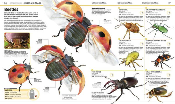 Knowledge Encyclopedia Animal!: The Animal Kingdom as You've Never Seen It Before