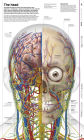 Alternative view 2 of Knowledge Encyclopedia Human Body!