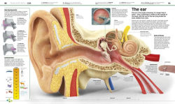 Alternative view 3 of Knowledge Encyclopedia Human Body!