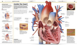 Alternative view 4 of Knowledge Encyclopedia Human Body!