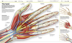 Alternative view 5 of Knowledge Encyclopedia Human Body!