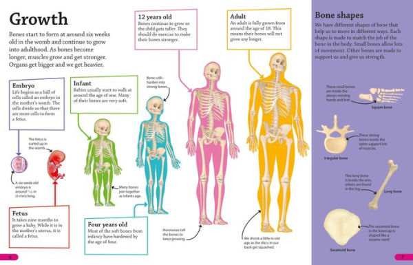 DKfindout! Human Body