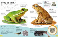 Alternative view 2 of DKfindout! Reptiles and Amphibians