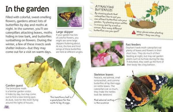 Butterflies and Moths: Explore Nature with Fun Facts and Activities