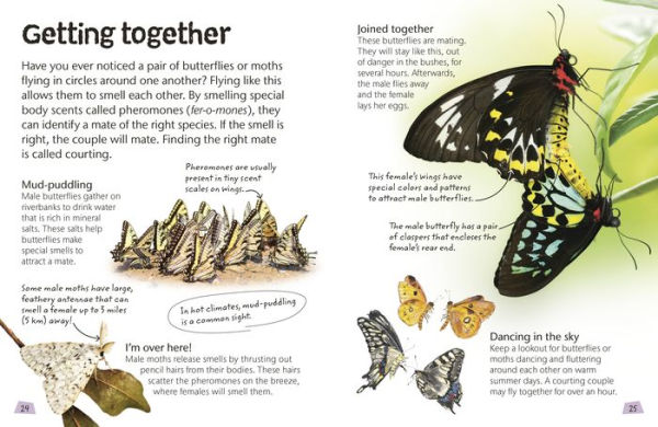 Butterflies and Moths: Explore Nature with Fun Facts and Activities