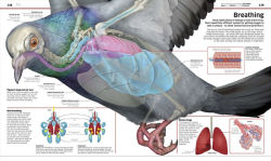 Alternative view 4 of Knowledge Encyclopedia Science!