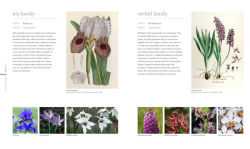 Alternative view 2 of Flora: Inside the Secret World of Plants