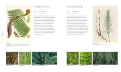 Alternative view 7 of Flora: Inside the Secret World of Plants