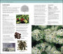 Alternative view 5 of Herbal Remedies Handbook: More Than 140 Plant Profiles; Remedies for Over 50 Common Conditions