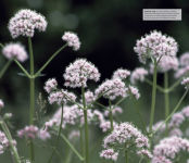 Alternative view 7 of Herbal Remedies Handbook: More Than 140 Plant Profiles; Remedies for Over 50 Common Conditions