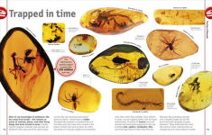Alternative view 14 of The Dinosaur Book