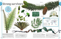 Alternative view 6 of The Dinosaur Book