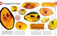 Alternative view 8 of The Dinosaur Book