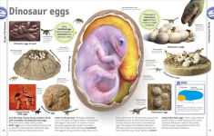 Alternative view 10 of The Dinosaur Book
