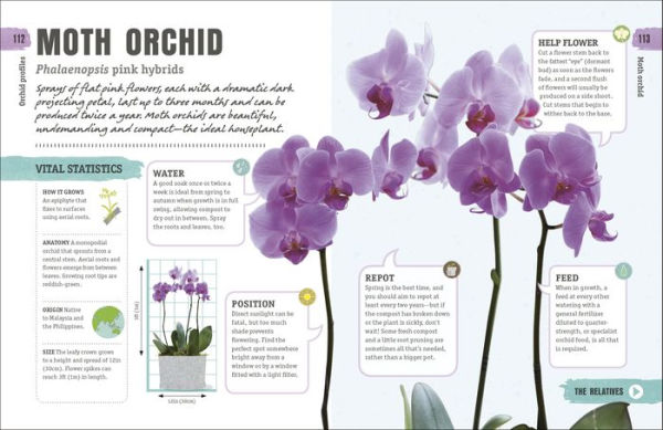 Happy Orchid