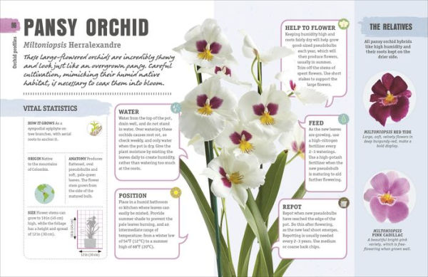 Happy Orchid