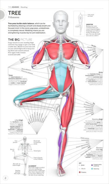 Yoga Anatomy : Essential Foundations and Techniques eBook : BAN