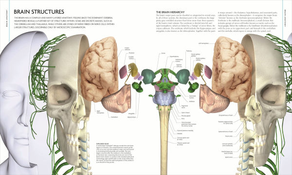 The Human Brain Book: An Illustrated Guide to its Structure, Function, and Disorders
