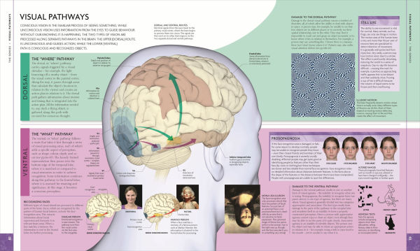 The Human Brain Book: An Illustrated Guide to its Structure, Function, and Disorders