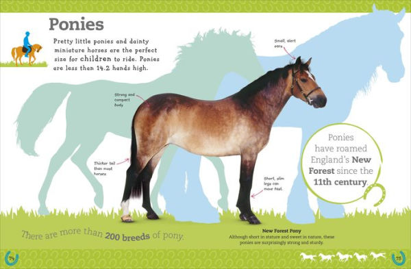 The Everything Book of Horses and Ponies