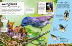 Alternative view 2 of DKfindout! Birds