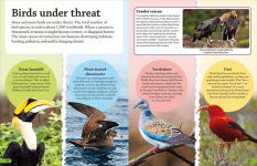 Alternative view 3 of DKfindout! Birds