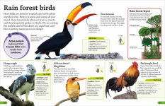 Alternative view 4 of DKfindout! Birds