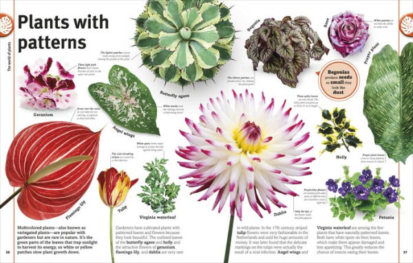 Trees, Leaves, Flowers and Seeds: A Visual Encyclopedia of the Plant Kingdom