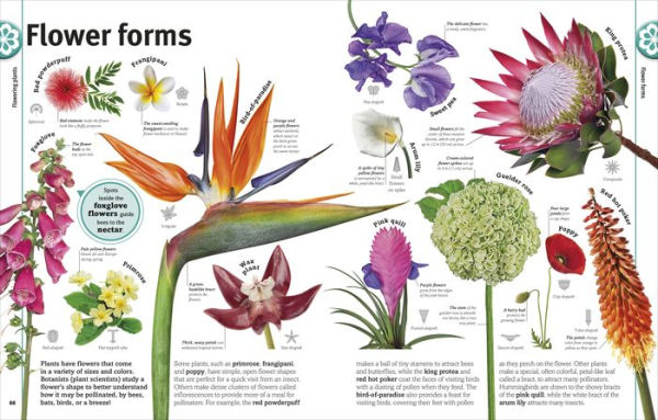 Trees, Leaves, Flowers and Seeds: A Visual Encyclopedia of the Plant Kingdom