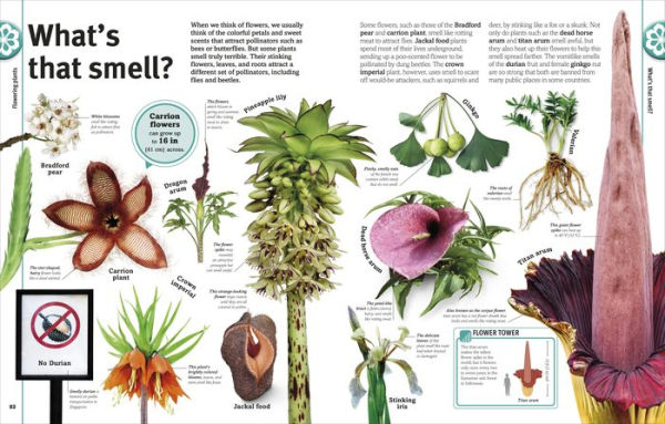 Trees, Leaves, Flowers and Seeds: A Visual Encyclopedia of the Plant Kingdom