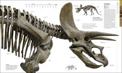 Alternative view 4 of Dinosaurs and Prehistoric Life: The Definitive Visual Guide to Prehistoric Animals