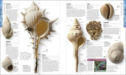Alternative view 5 of Dinosaurs and Prehistoric Life: The Definitive Visual Guide to Prehistoric Animals