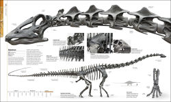 Alternative view 7 of Dinosaurs and Prehistoric Life: The Definitive Visual Guide to Prehistoric Animals