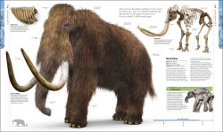 Alternative view 8 of Dinosaurs and Prehistoric Life: The Definitive Visual Guide to Prehistoric Animals